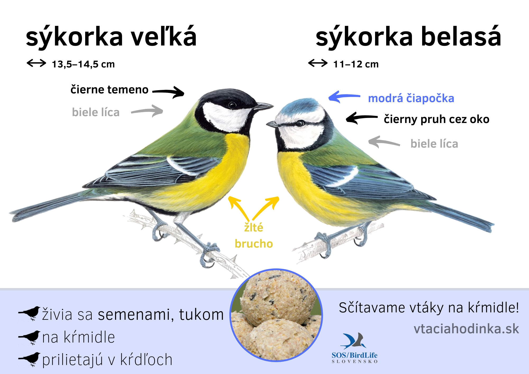 Grafika na určovanie druhov sýkoriek