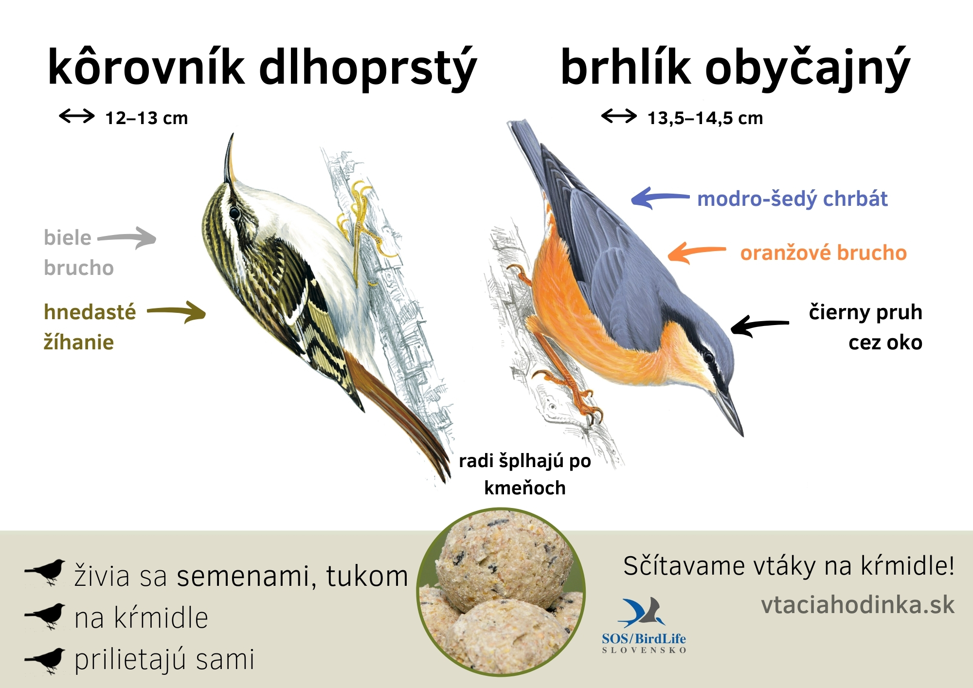 Grafika na určovanie druhov vtákov z webstránky Vtáčia hodinka